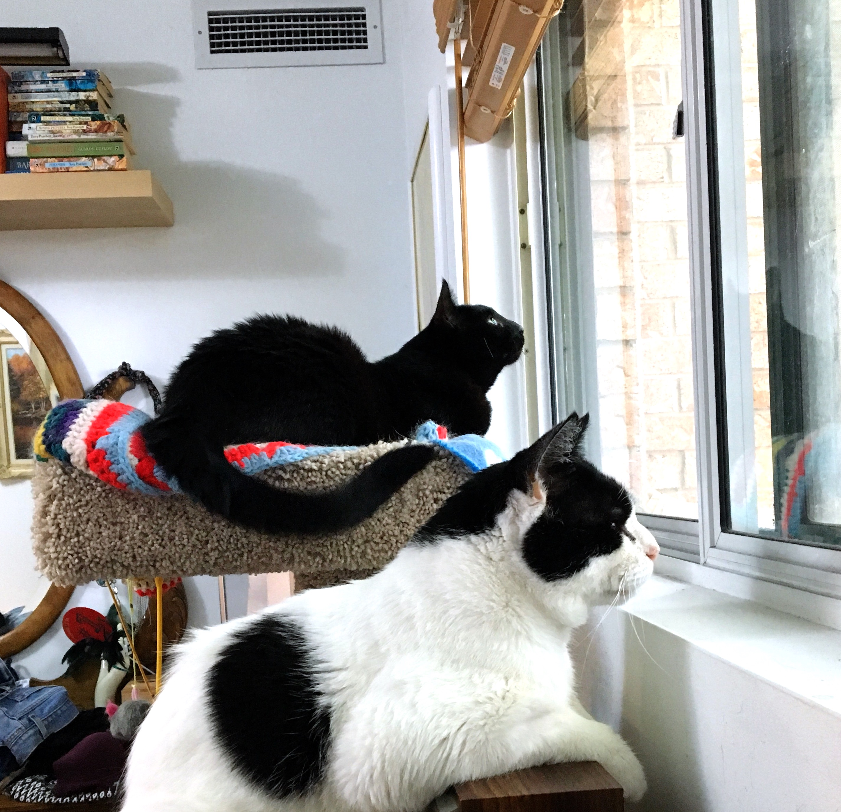 Brianna's Cats Photo